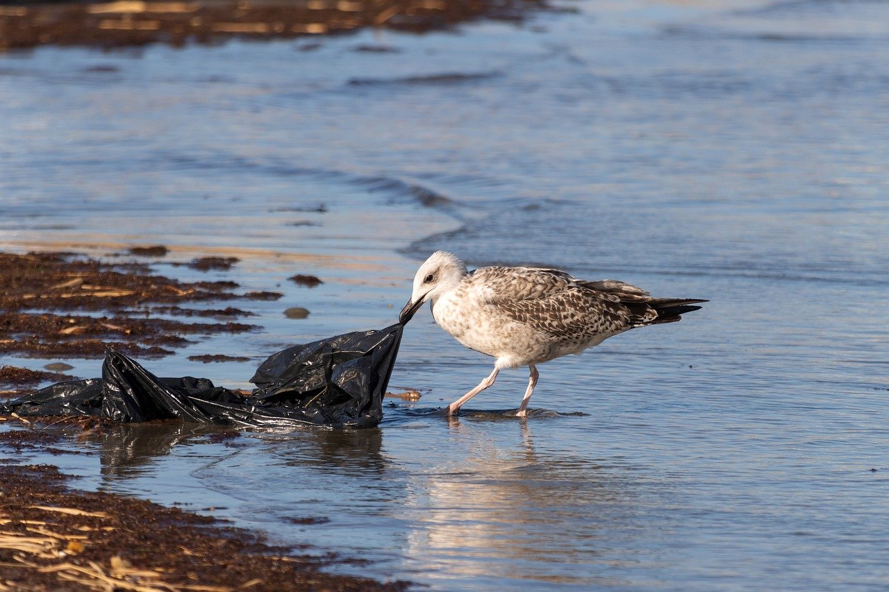 Marine Pollution